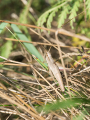 Große Goldschrecke (Chrysochraon dispar), Weibchen, sitzt im Gras, Niedersachsen, Deutschland