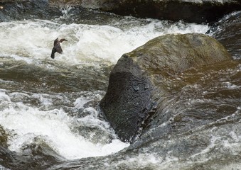 Eurasische Wasseramsel (Cinclus cinclus aquaticus) mit Beute im Schnabel auf Landeanflug auf einen...