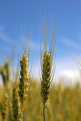 Grain field, green grain growing in a farm field