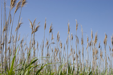 Sea Oats