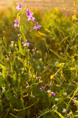 Wild flowers at sunset