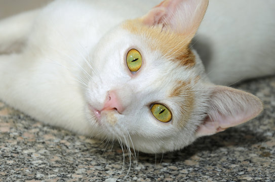 Egyptian Homeless Cat Lays On Marble Porch