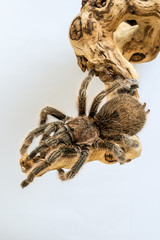Tarantula on branch