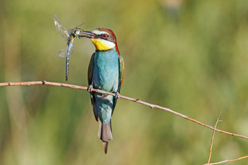 Blue dragonfly vs bee-eater/ bee-eater