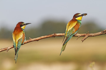 Against the background of wheat field/Merops apiaster