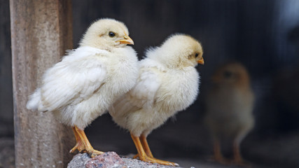 Chickens/Chickens
