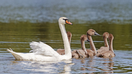 Mom and children /Cygnus olor