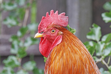 Handsome rooster/rooster