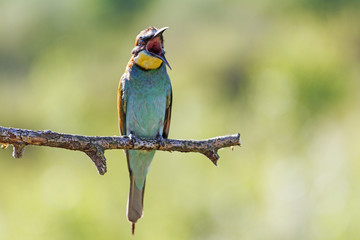 Roarer /bee-eater