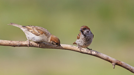 Two young/Passer montanus