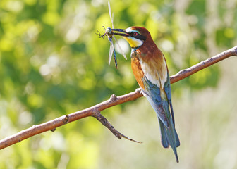 Lunch/bee-eater