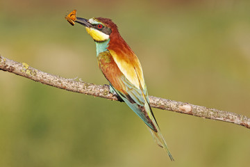 Bright snack  /bee-eater