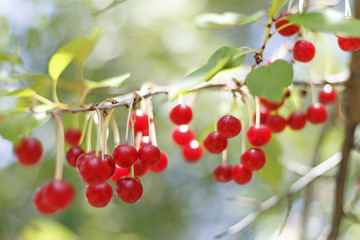 Many cherries /Berries 