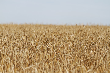 Wheat and sky/Wheat field