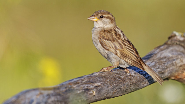 Chipper/Passer domesticus 