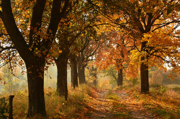 Sunny Autumn country scene
