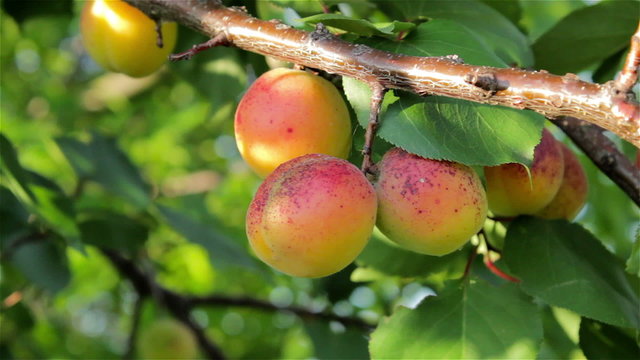 ripe apricots on tree
