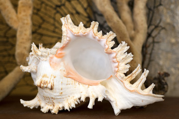 Seashell