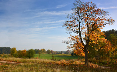 Obraz premium Sunny Autumn country scene