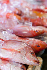 Fresh seafood in asian market