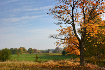 Fototapeta premium A beautiful golden autumn tree stands prominently against a vast green field and a clear blue sky. The vibrant fall foliage and peaceful rural landscape create a serene seasonal atmosphere.