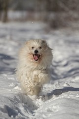  Coton de Tulear