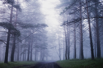 mist in coniferous forest, morning, after rain