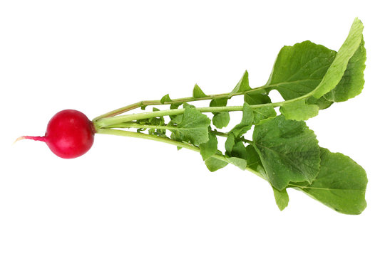 Beautiful red radish with green leaves on a isolated white background