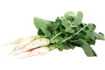  Long white radishes  on a isolated white background