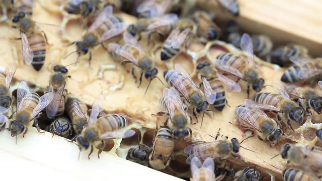 Honey bees on hive frame response to smoke 