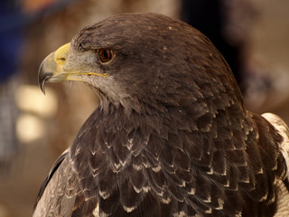 Parabuteo unicinctus