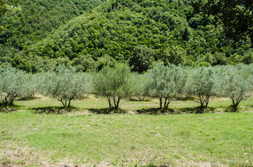olive trees