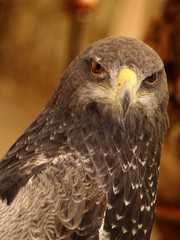 Parabuteo unicinctus