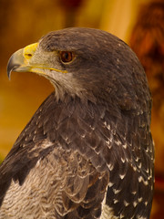 Parabuteo unicinctus