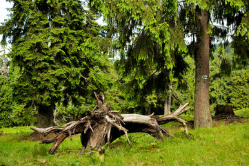 Obraz premium forest with fir trees