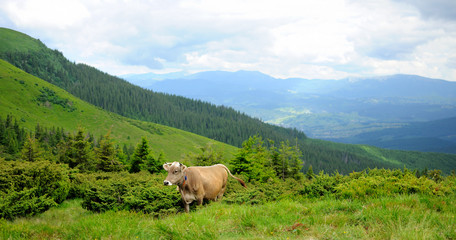 Fototapeta na wymiar A Cow in the mountains
