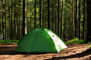 tents in the pine forest