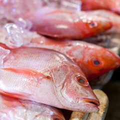 Fresh seafood in asian market