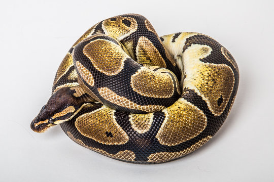 Ball python