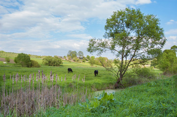 rural landscape with horses being grazed on a pasture