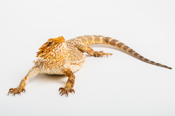 Pogona isolated