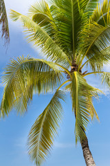 Obraz premium Palm tree on sky background