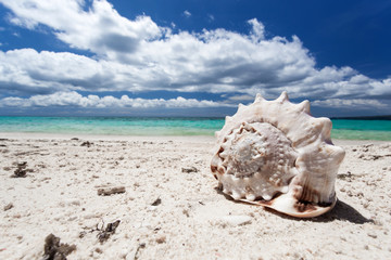 Obraz na płótnie Canvas Seashell on tropical beach, Boracay