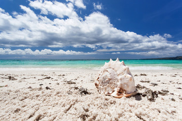Fototapeta na wymiar Seashell on tropical beach, Boracay