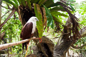 Brahminy Kite