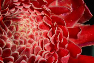 red Etlingera elatior flower