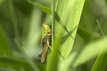 Green Grasshopper  in the Nature