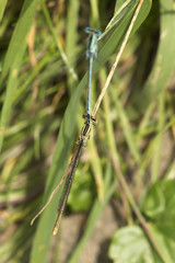 Dragonflies in the Love in the Nature