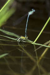 Dragonflies in the Love in the Nature