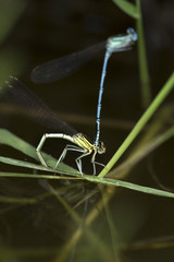 Dragonflies in the Love in the Nature